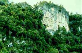 Natural erosion has given rise to a beautiful landscape referred to as “karst.” Limestone forest only occur where there are unusual soil conditions. (c) Field Museum of Natural History - CC BY-NC 4.0
